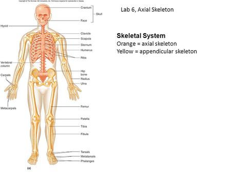 Lab 6, Axial Skeleton Skeletal System Orange = axial skeleton