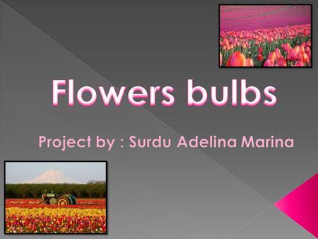  In the flower shops from Romania there are many species of bulbs imported from various parts of the world.  Romania's main importers of bulbs are the.