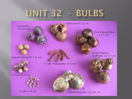 Unit 32 - Bulbs.