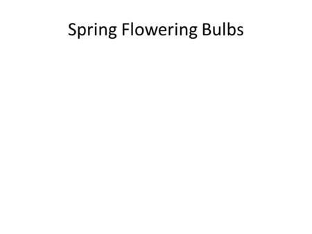 Spring Flowering Bulbs. Amaryllis A bulb produces one or two leafless stems 30–60 cm tall, each of which bears a cluster of 2 to 12 funnel- shaped flowers.