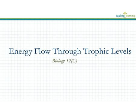 Energy Flow Through Trophic Levels