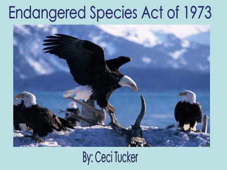 The Endangered Species Act of 1973 was created to provide conservation of endangered and threatened species of fish, wildlife, and plants. The Act came.