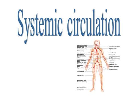 Systemic circulation.