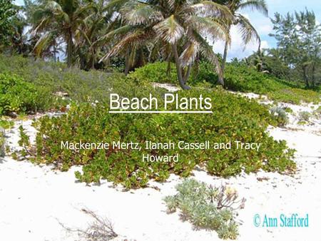 Beach Plants Mackenzie Mertz, Ilanah Cassell and Tracy Howard.