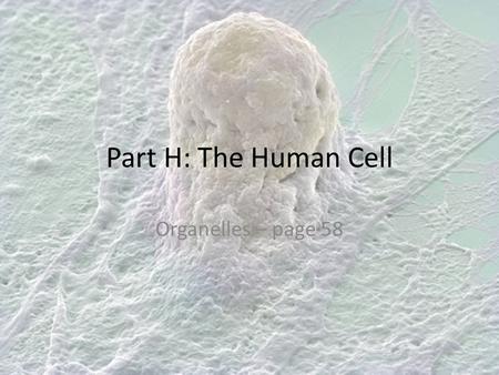 Part H: The Human Cell Organelles – page 58.