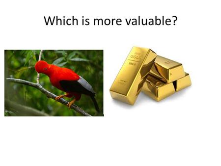 Which is more valuable?. Make a choice and form a group to defend your point of view Gold Bird.