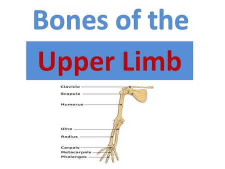 Bones of the Upper Limb.