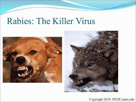 Rabies: The Killer Virus