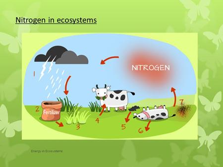 Energy in Ecosystems Nitrogen in ecosystems. Energy in Ecosystems Energy in ecosystems Re-cap How much energy is lost between each organism? What is the.