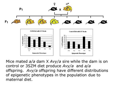 Mice mated a/a dam X Avy/a sire while the dam is on control or 3SZM diet produce Avy/a and a/a offspring. Avy/a offspring have different distributions.