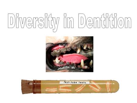 Diversity in Dentition