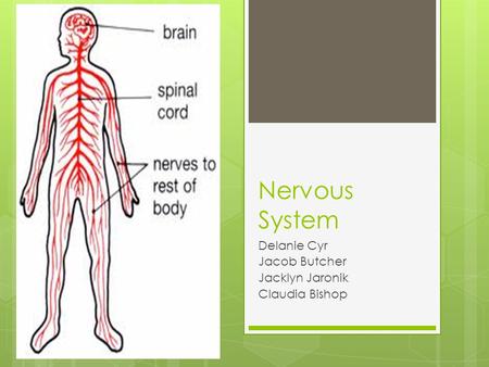 Nervous System Delanie Cyr Jacob Butcher Jacklyn Jaronik Claudia Bishop.