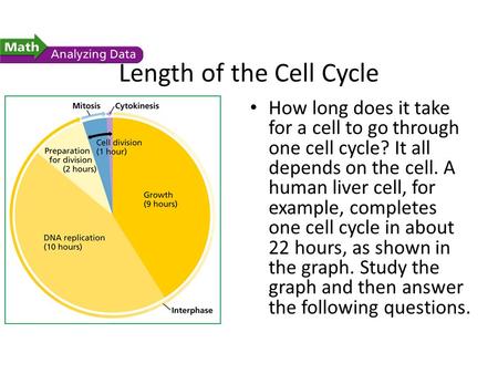 Length of the Cell Cycle