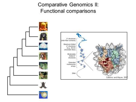 Comparative Genomics II: Functional comparisons Caterino and Hayes, 2007.