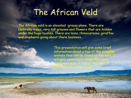 The African Veld The African veld is an elevated grassy plane. There are Umbrella trees, very tall grasses and flowers that are hidden under the huge bushes.