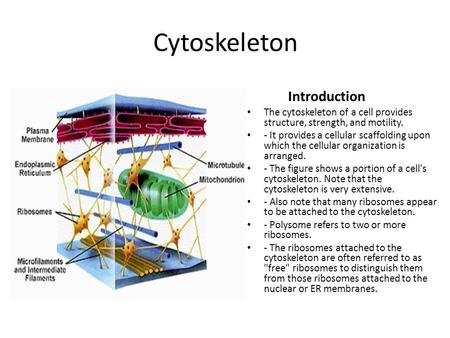 Cytoskeleton Introduction The cytoskeleton of a cell provides structure, strength, and motility. - It provides a cellular scaffolding upon which the cellular.