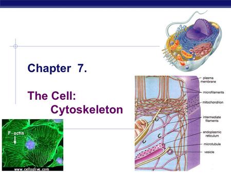 Chapter 7. The Cell: Cytoskeleton