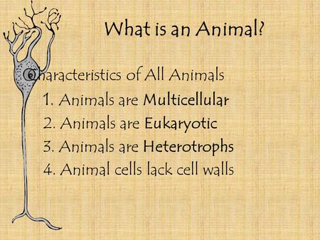 What is an Animal? Characteristics of All Animals 1. Animals are Multicellular 2. Animals are Eukaryotic 3. Animals are Heterotrophs 4. Animal cells lack.