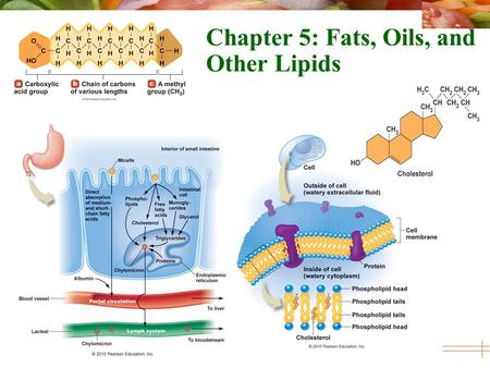 Chapter 5: Fats, Oils, and Other Lipids
