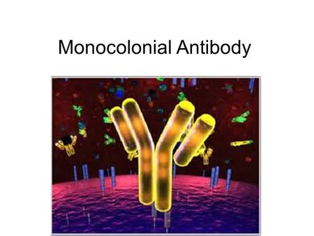 Monocolonial Antibody. IB Learning Objective Describe the production of monoclonal antibodies.