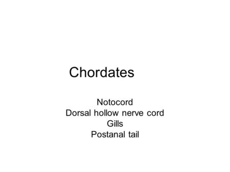 Chordates Notocord Dorsal hollow nerve cord Gills Postanal tail.