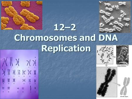 1 12–2 Chromosomes and DNA Replication. 2 Prokaryotic DNA Prokaryotic cells lack nuclei and many of the organelles of Eukaryotes Prokaryotic cells lack.