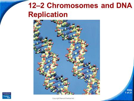Slide 1 of 21 Copyright Pearson Prentice Hall 12-2 Chromosomes and DNA Replication 12–2 Chromosomes and DNA Replication.
