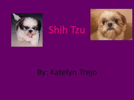 Shih Tzu By: Katelyn Trejo. About shih tzu They can weigh 9-16 pounds at the most And there height is 10-11 inches.