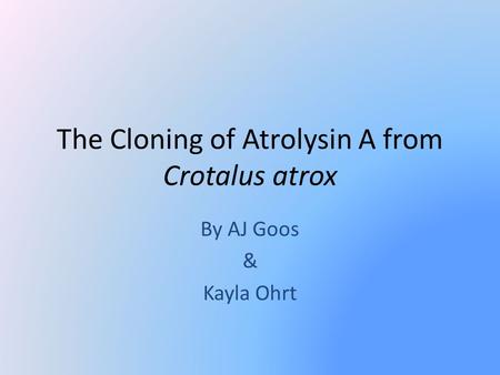 The Cloning of Atrolysin A from Crotalus atrox By AJ Goos & Kayla Ohrt.