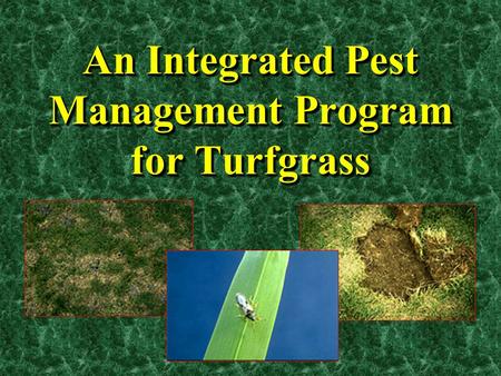 An Integrated Pest Management Program for Turfgrass.