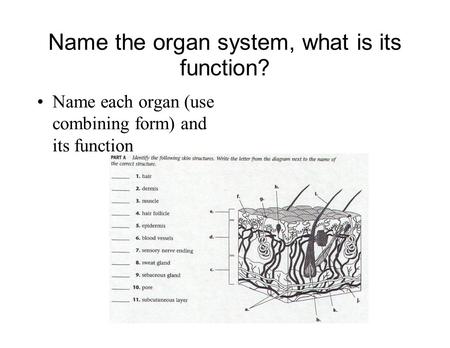 Name the organ system, what is its function? Name each organ (use combining form) and its function.