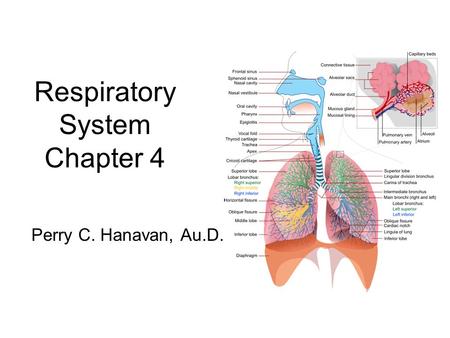 Respiratory System Chapter 4 Perry C. Hanavan, Au.D.