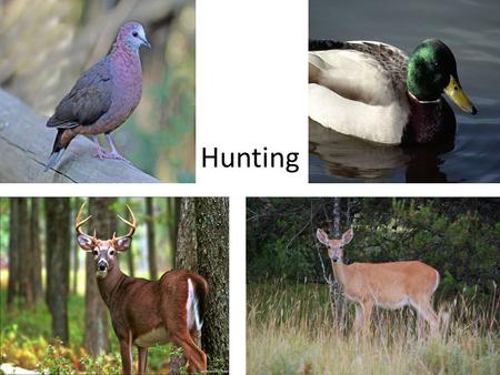 Hunting. What is Hunting Hunting is a sport that involves seeking, pursuing, and obviously killing of wild animals and birds called game and game birds.
