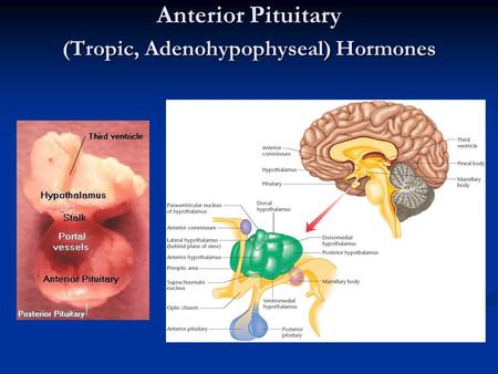Anterior Pituitary (Tropic, Adenohypophyseal) Hormones.