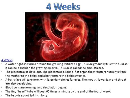 4 Weeks 4 Weeks A water-tight sac forms around the growing fertilized egg. This sac gradually fills with fluid so it can help cushion the growing embryo.