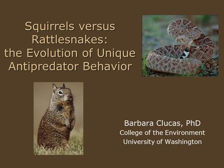 Squirrels versus Rattlesnakes: the Evolution of Unique Antipredator Behavior Barbara Clucas, PhD College of the Environment University of Washington.