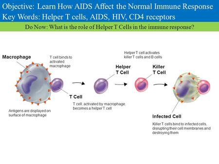 Do Now: What is the role of Helper T Cells in the immune response?
