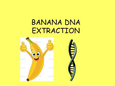 BANANA DNA EXTRACTION.
