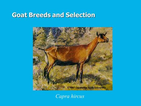 Goat Breeds and Selection