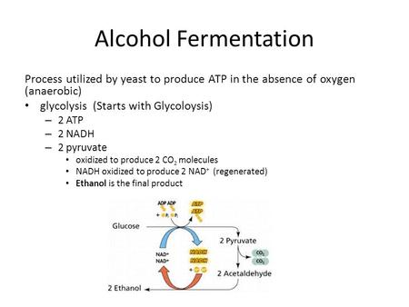 Alcohol Fermentation Process utilized by yeast to produce ATP in the absence of oxygen (anaerobic) glycolysis (Starts with Glycoloysis) – 2 ATP – 2 NADH.