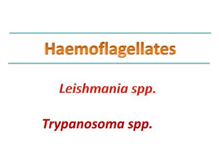 Haemoflagellates Leishmania spp. Trypanosoma spp..