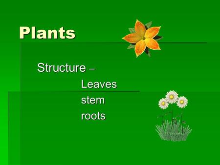 Plants Structure – Leaves stem stem roots roots. Leaves.