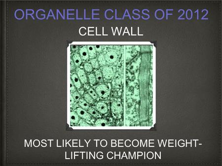 MOST LIKELY TO BECOME WEIGHT- LIFTING CHAMPION CELL WALL ORGANELLE CLASS OF 2012.