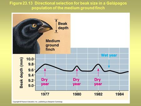 Figure 23.13 Directional selection for beak size in a Galápagos population of the medium ground finch.