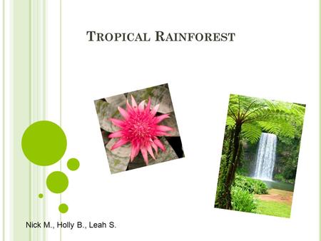 T ROPICAL R AINFOREST Nick M., Holly B., Leah S..