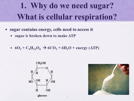 1. Why do we need sugar? What is cellular respiration? sugar contains energy, cells need to access it sugar is broken down to make ATP 6O 2 + C 6 H 12.