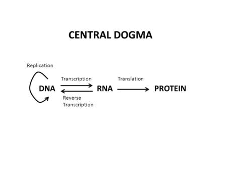 DNARNAPROTEIN TranscriptionTranslation Reverse Transcription Replication CENTRAL DOGMA.