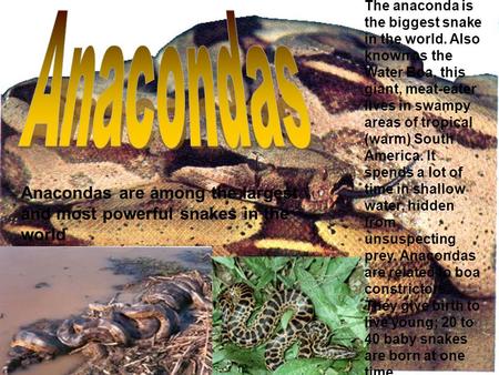 The anaconda is the biggest snake in the world