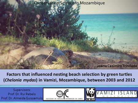 Factors that influenced nesting beach selection by green turtles (Chelonia mydas) in Vamizi, Mozambique, between 2003 and 2012 Supervisors: Prof. Dr. Rui.