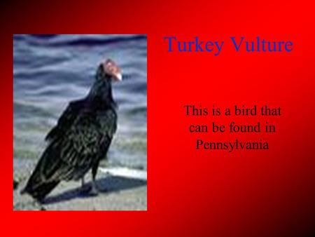Turkey Vulture This is a bird that can be found in Pennsylvania.